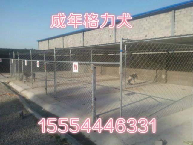 济宁市正定县格力犬血统厂家