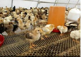 供應(yīng)土雞雛、廣州土雞苗廠家