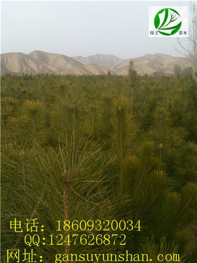 供應(yīng)甘肅油松價格