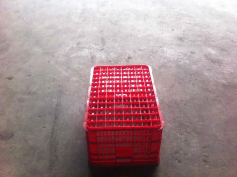 供應(yīng)大號(hào)周轉(zhuǎn)籮供應(yīng)