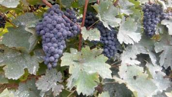 釀葡萄圖片/釀葡萄樣板圖 (4)