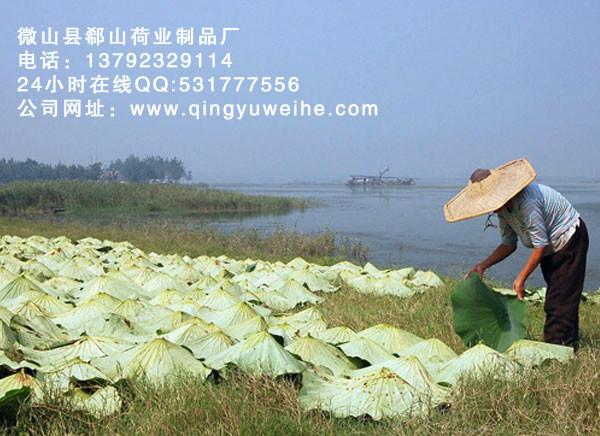 供應(yīng)微山湖*特級(jí)荷葉茶批發(fā)