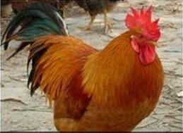 供應快大黃雞苗-圖