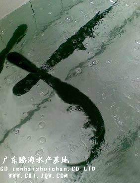 供應(yīng)廣東鴨嘴魚苗批發(fā)，廣東哪里有鴨嘴魚苗供應(yīng)批發(fā)