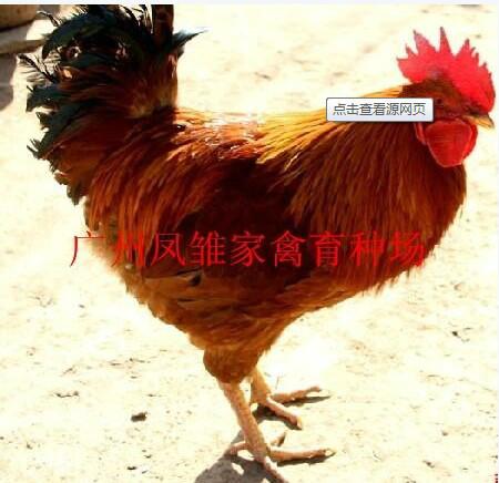 供應紅公雞苗價格，廣州鳳雛家禽*科技全自動孵化，紅毛公雞批發(fā)
