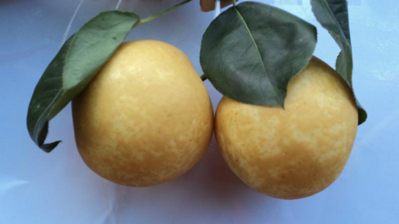 高山雪晶梨圖片