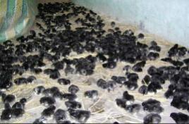 供應(yīng)鳳雛黑雞苗