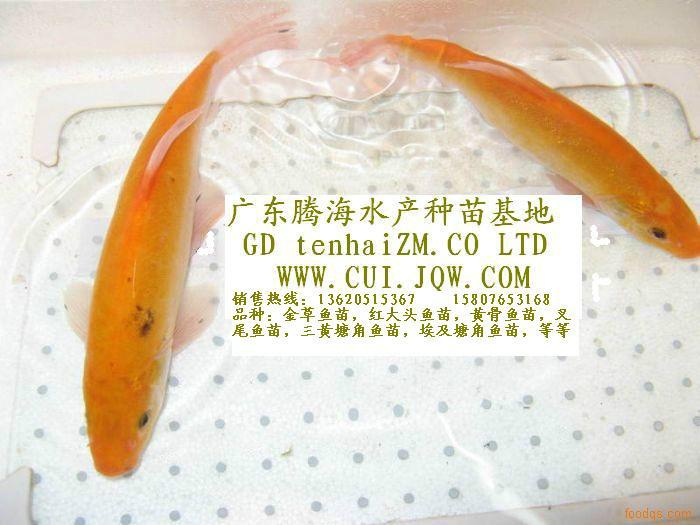供應(yīng)供應(yīng)俄羅斯金草魚苗，俄羅斯金草魚苗批發(fā)供應(yīng)商