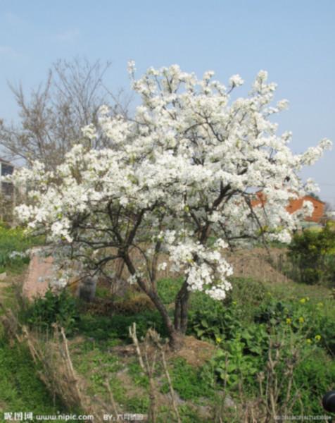 供應(yīng)踏青賞花--昌黎葡萄溝山水人家農(nóng)家院