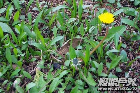 供應(yīng)踏青賞花--昌黎葡萄溝山水人家農(nóng)家院