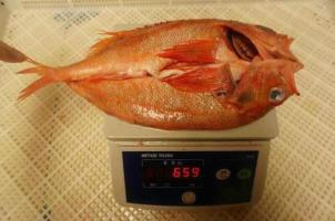 供應(yīng)墨西哥紅石斑魚