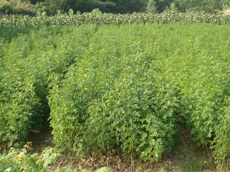 供應(yīng)嵊州新昌黃槐小苗現(xiàn)貨供應(yīng)，黃槐小苗價格