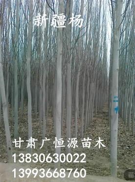 供應(yīng)甘肅省新疆楊胸徑1-15公分新疆楊樹苗