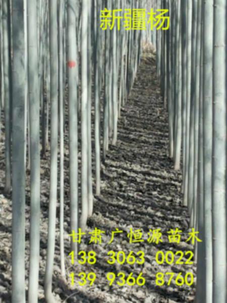 供應(yīng)甘肅省新疆楊胸徑1-15公分新疆楊樹苗