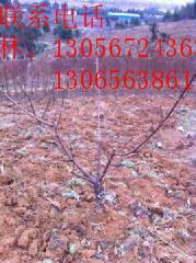 供應(yīng)用于的奉化水蜜桃桃苗