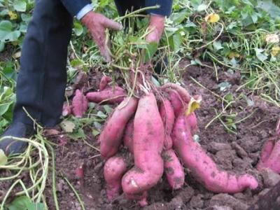 供應(yīng)夏津縣紅心地瓜報價，夏津縣紅心地瓜批發(fā)