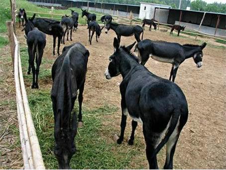 供应德州驴养殖肉驴养殖养驴