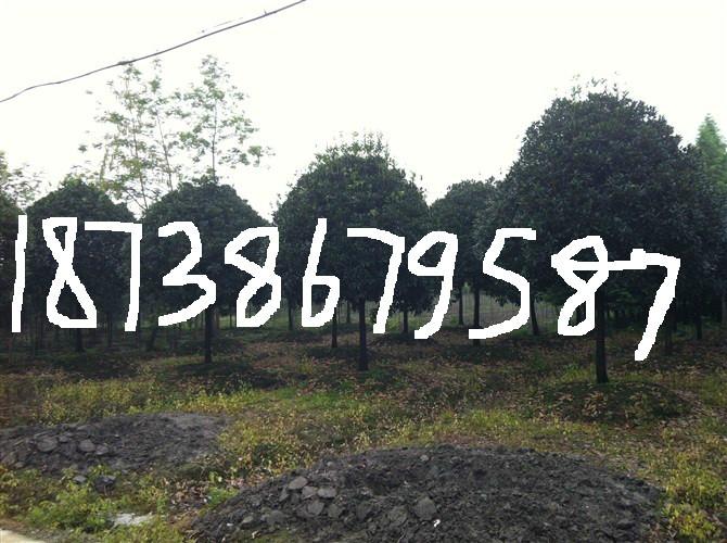 供應(yīng)桂花價(jià)格/10公分桂花價(jià)格/8公分桂花價(jià)格/6公分桂花價(jià)格