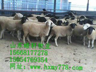 供應湖羊羊帶胎的羊多少錢一只