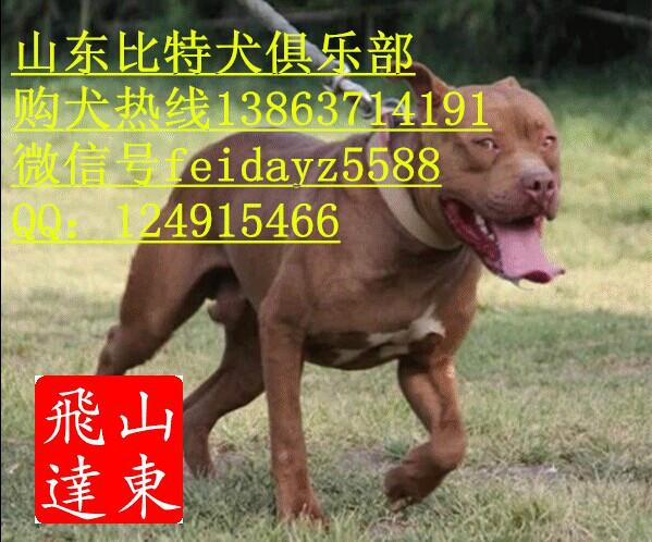 镇江大型比特犬图片