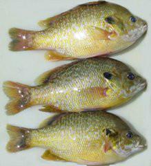 供應(yīng)清遠(yuǎn)太陽魚苗出售