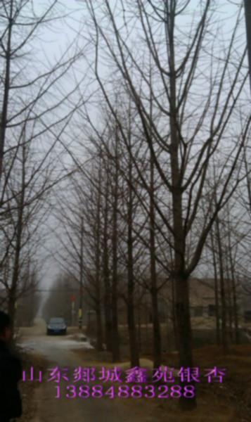 山東25公分銀杏樹圖片