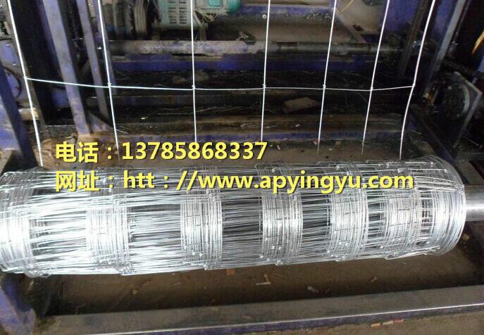 供應(yīng)草原圍欄網(wǎng)草原網(wǎng)規(guī)格