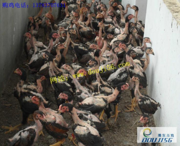 供應(yīng)斗雞苗種 貴州斗雞養(yǎng)殖基地 貴州哪里有賣斗雞苗  貴州斗雞苗*惠