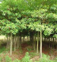 福建廈門杜英批發(fā)圖片