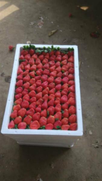 供應(yīng)代收*草莓