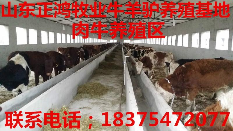 供應(yīng)育肥小西門塔爾牛犢價(jià)格多少錢一頭