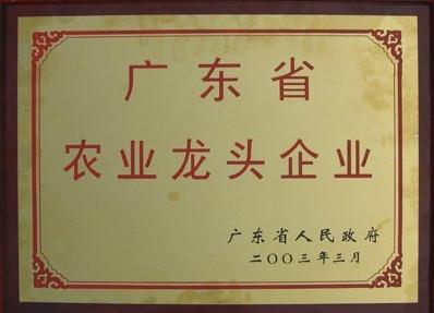 供應(yīng)鳳雛*苗，青頭公鴨苗養(yǎng)殖基地，鴨苗*苗批發(fā)