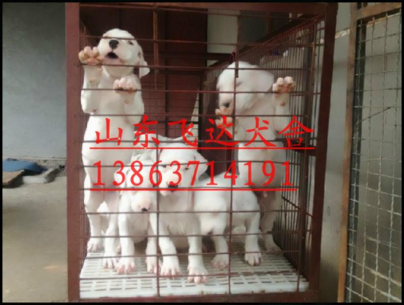 供应杜高犬价格，哪里有杜高犬卖，杜高幼犬价格图片