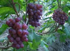 供應開原出售茉莉香葡萄苗，西豐郁金香葡萄苗