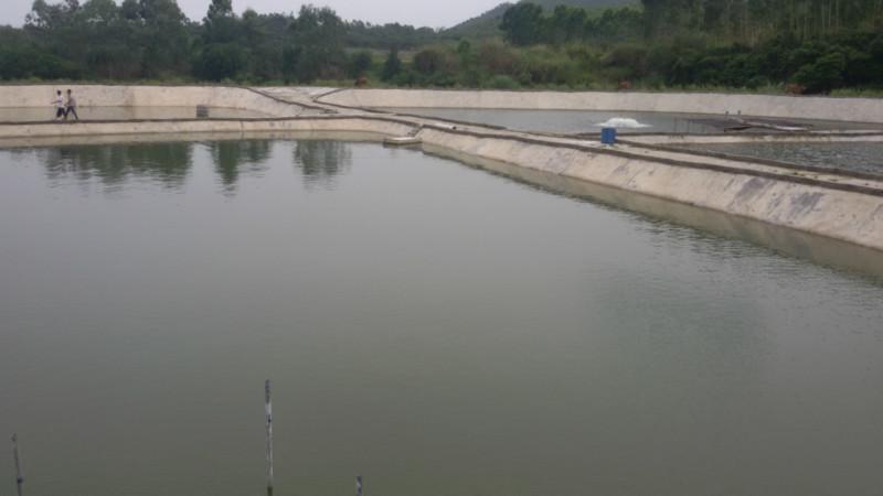 供應(yīng)鯉魚苗，鯉魚苗價格，鯉魚苗報價