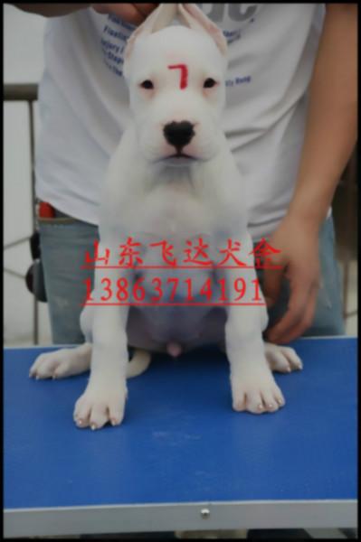 供应广西杜高犬价格，广西杜高犬哪里有卖