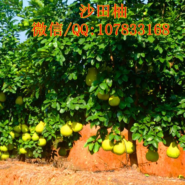 供應甜柚樹紅心柚子果樹苗木紅心蜜柚苗