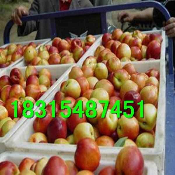 供應(yīng)中油4號油桃苗，大量出售中油4號油桃苗，嫁接中油4號油桃苗