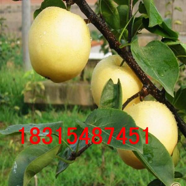 供應蘋果梨樹苗，*蘋果梨樹苗，嫁接蘋果梨樹苗批發(fā)