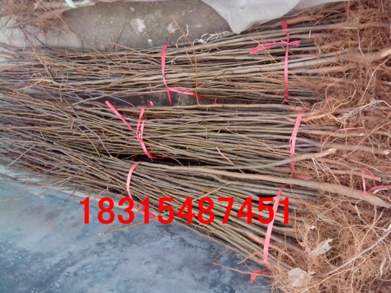 供應(yīng)紅香酥梨樹(shù)苗，大量批發(fā)紅香酥梨樹(shù)苗，嫁接紅香酥梨樹(shù)苗