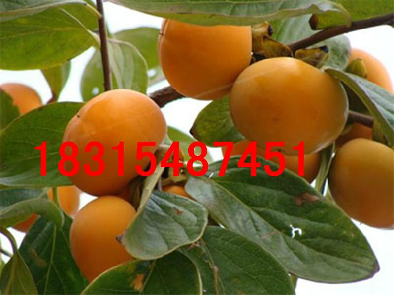 供應(yīng)山東脆甜柿子苗，大量處理山東脆甜柿子苗，占地脆甜柿子苗
