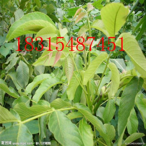 供應(yīng)核桃苗，哪里有賣核桃苗的，薄皮核桃苗，求購紙皮核桃苗