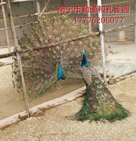 供應(yīng)小*-*蛋-*肉-廣西南寧（勤謹(jǐn)和）大型*養(yǎng)殖基地