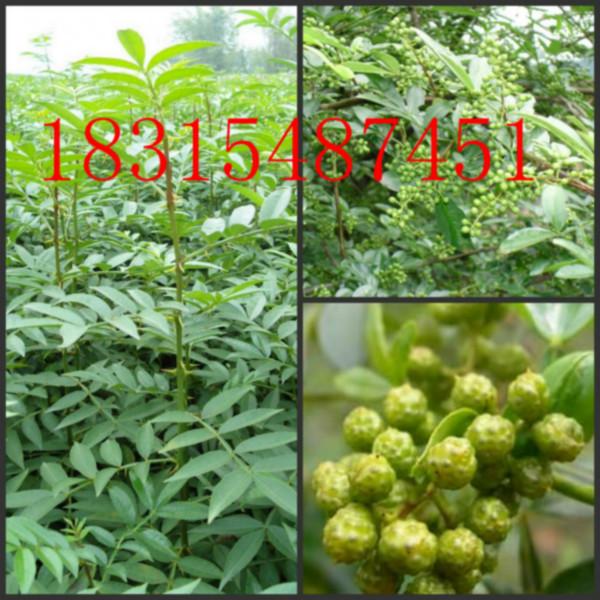 供應(yīng)麻花椒苗，大量出售麻花椒苗，四川麻花椒苗