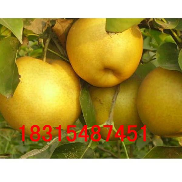 供應蘋果梨樹苗，*蘋果梨樹苗，嫁接蘋果梨樹苗批發(fā)