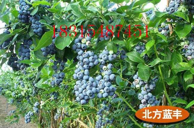 供應(yīng)兔眼藍(lán)莓苗/豐藍(lán)藍(lán)莓苗/粉藍(lán)藍(lán)莓苗/巨豐藍(lán)莓苗