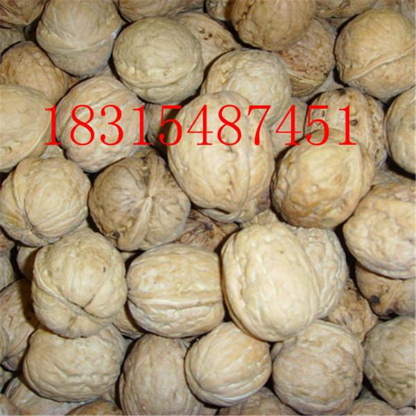 供應嫁接矮化核桃苗，大量出售嫁接矮化核桃苗，處理嫁接矮化核桃苗
