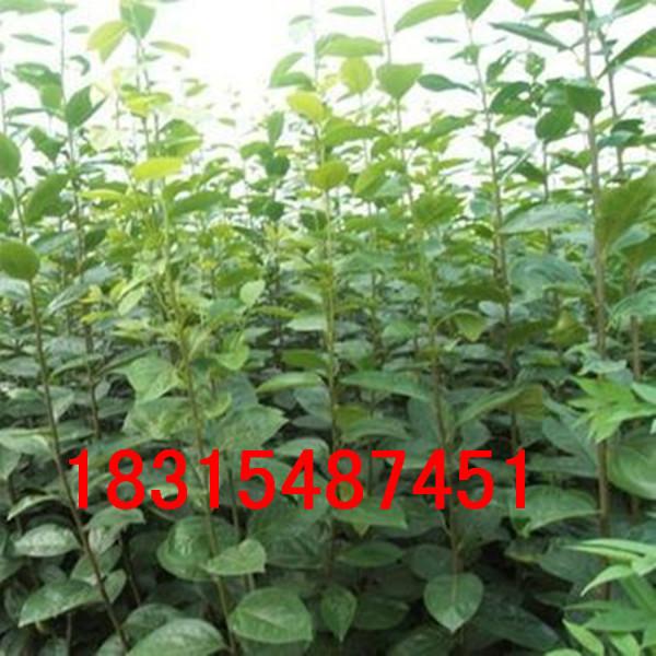 供應(yīng)愛宕梨樹苗，大量批發(fā)愛宕梨樹苗，嫁接好的愛宕梨樹苗