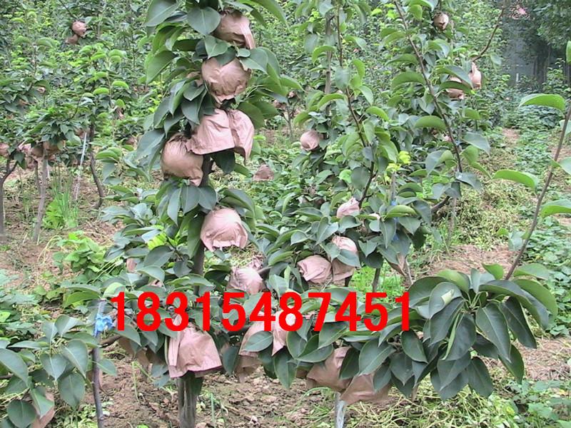 供應(yīng)玉露香梨樹苗.基地直銷玉露香梨樹苗.兩年玉露香梨樹苗價(jià)格