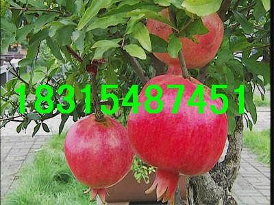 供應(yīng)軟籽石榴苗/*軟籽石榴苗/紅如意軟籽石榴苗